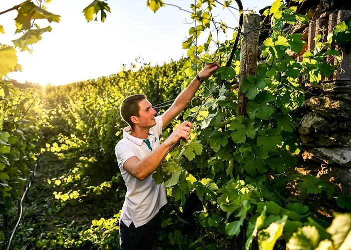 Winzerhof Moertinger Lejlighed *